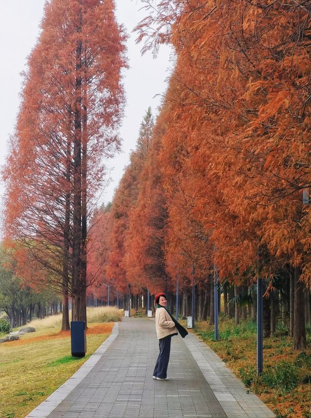 錯過再等一年一個被低估的小眾紅杉林