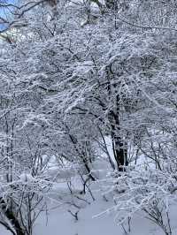 雪鄉、雪谷兩日遊｜雪谷徒步反穿羊草山版