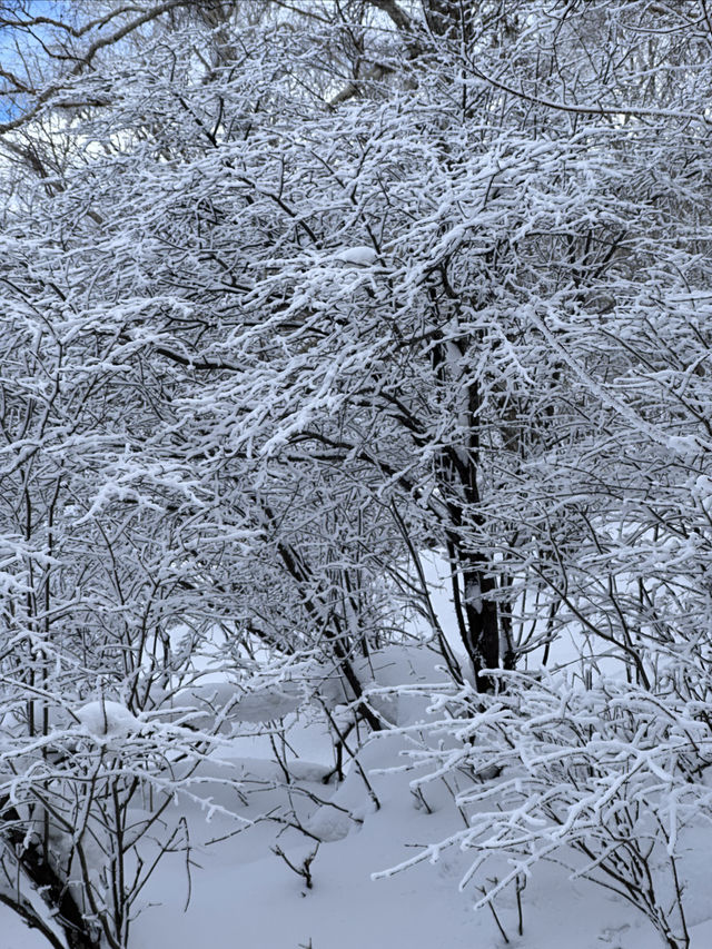 雪鄉、雪谷兩日遊｜雪谷徒步反穿羊草山版