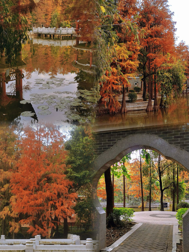 東莞落羽杉公園安利，這個小眾秘境藏不住啦