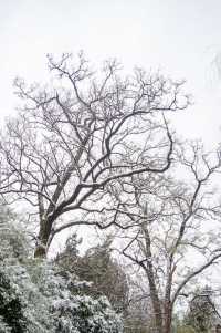 北海公園雪中遊