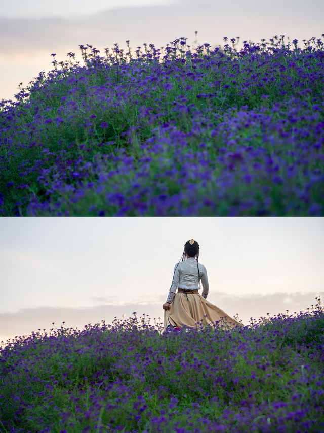 溫嶺 | 後嶺花開