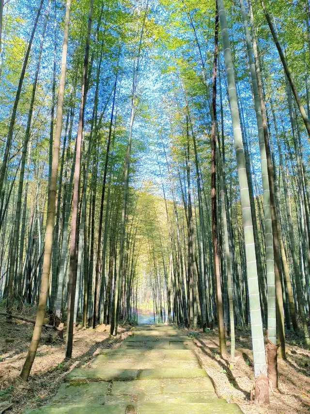 詩のように美しい石門の竹海