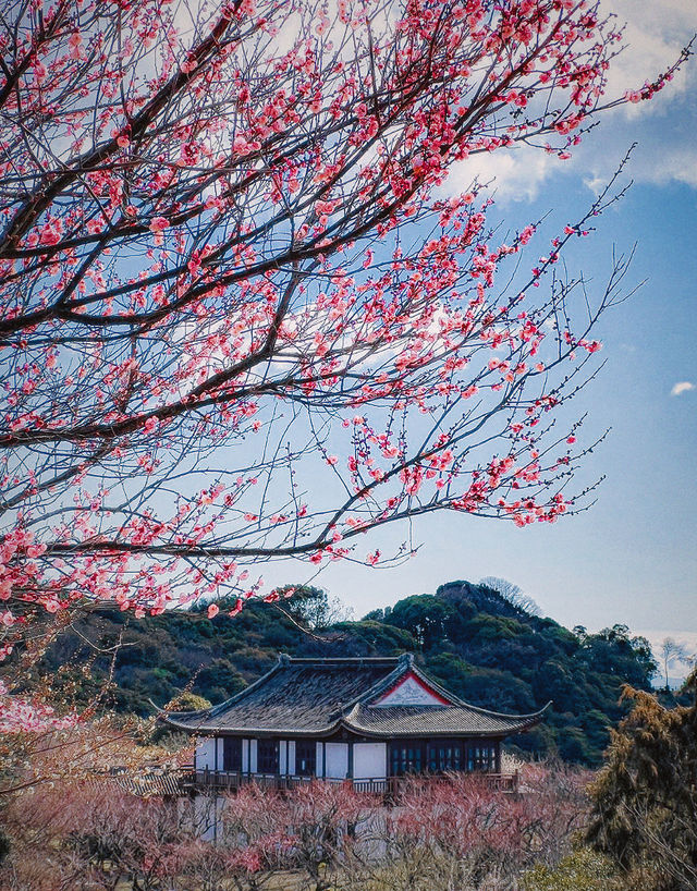 兵庫縣世界梅園，新年旅行中美景寶地