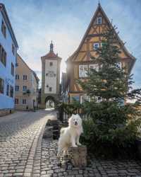 Smol polar bear explores 📍Rothenburg ob der Tauber during the Christmas season! 🎄😍