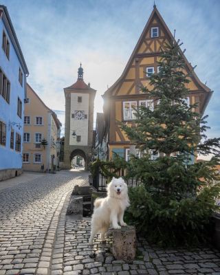 หมีขั้วโลกตัวน้อยสำรวจ 📍Rothenburg ob der Tauber ในช่วงคริสต์มาส! 🎄😍