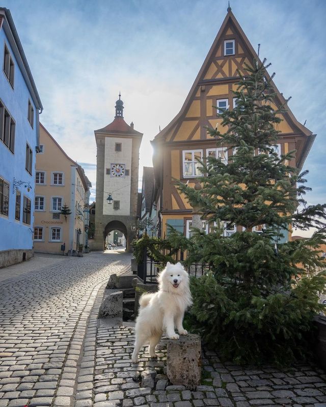 Smol polar bear explores 📍Rothenburg ob der Tauber during the Christmas season! 🎄😍