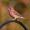 BlazeShadowrider_64