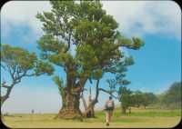 그래요. 포르투갈에서 가장 신비로웠던 숲🌳