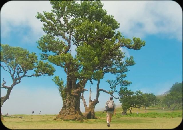 그래요. 포르투갈에서 가장 신비로웠던 숲🌳