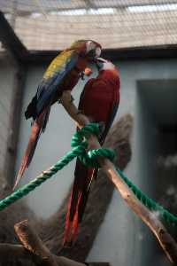 上海遛娃好地方動物園太治癒