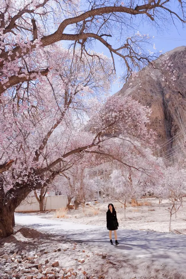 Under the Lens: Spring and Scenic Clarity | March Xinjiang Apricot Blossom Viewing Guide