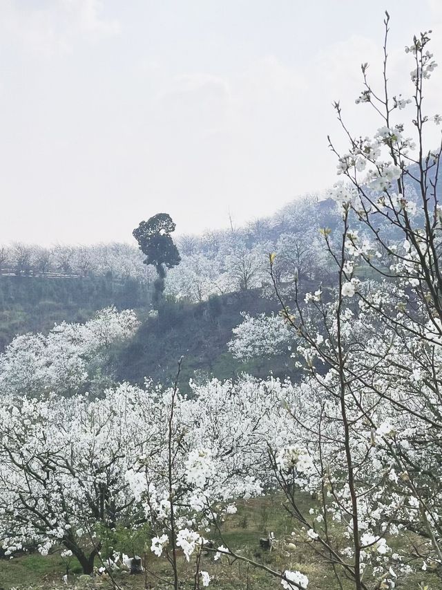 雲南加級寨梨花谷，據說盛花期到了