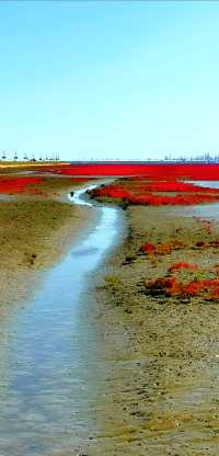 盤錦紅海灘，世界紅色海岸線