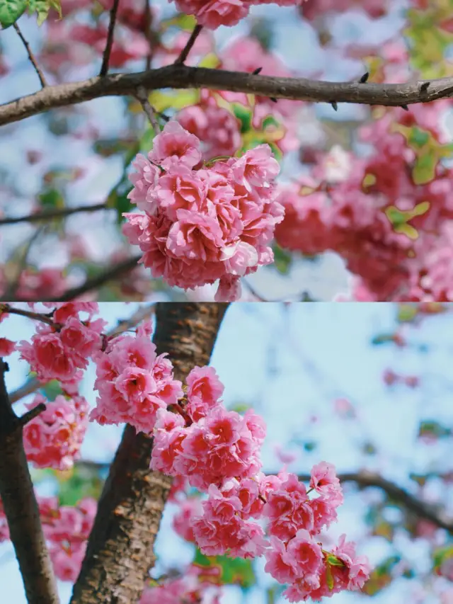 Kunming Surroundings | Enjoying Cherry Blossoms in Seaside Diary