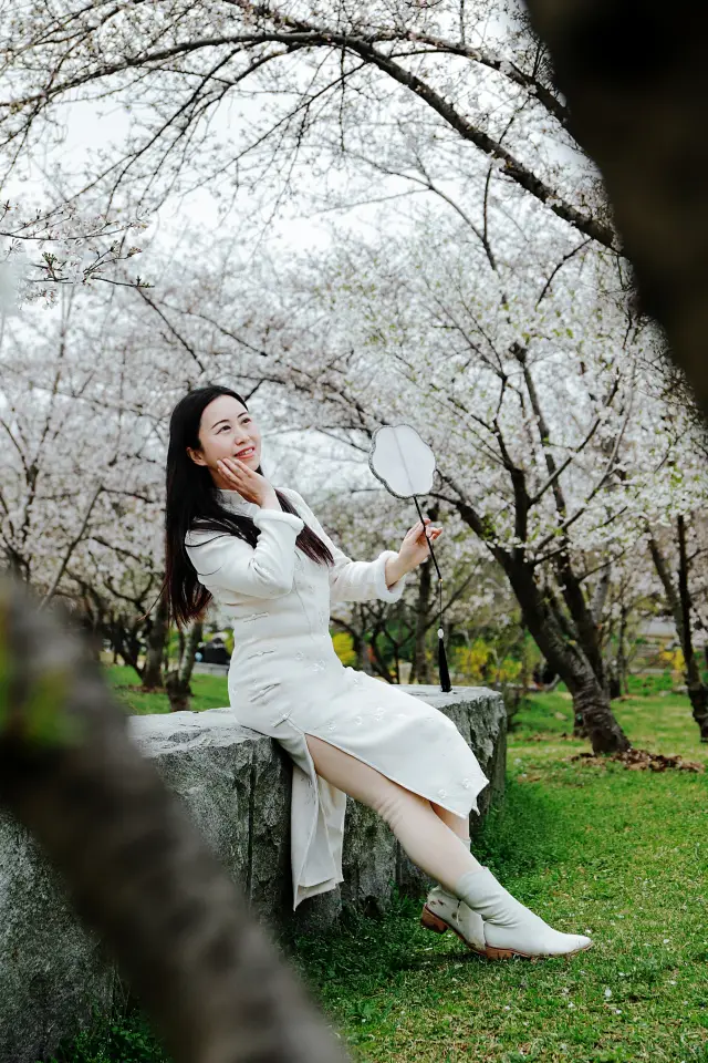 Lesser-known cherry blossoms are as beautiful as a fairyland