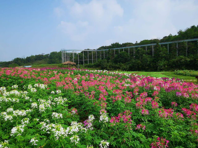 趕緊去梧桐花谷看花