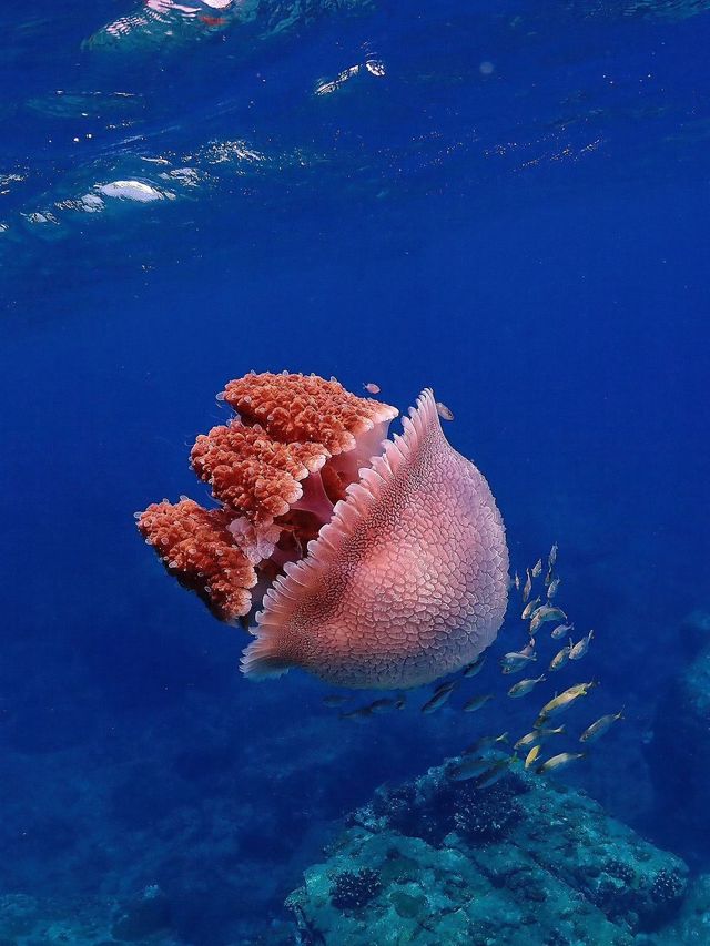 來陵水不潛水等於白來！探索分界洲島海底秘境