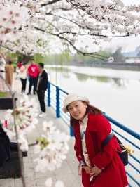 上海櫻花打卡地—浦東高東鎮櫻花園