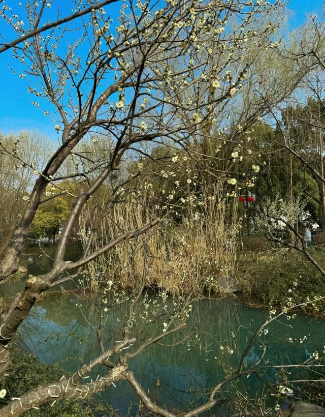 十里梅花香雪海🌸快來蘇州香雪海解鎖滿園「梅」好時光！！