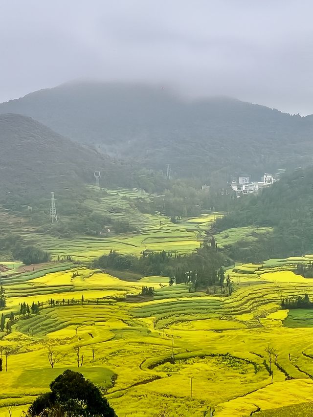 大理喜洲的油菜花開啦，當然要來這裡賞花啦！