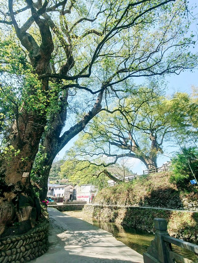 千島湖芹川古村，隱藏了七百多年的人間秘境