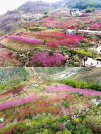 西安周邊-賞花好去處