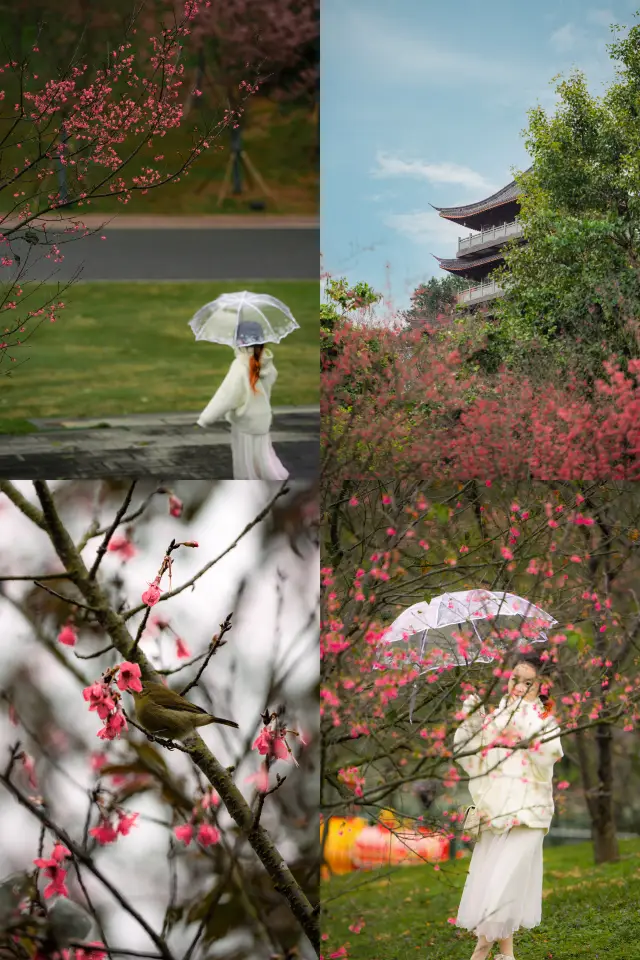 Cherry blossoms in winter are not only found in Dali, but also in the dreamy 'Ancient and Modern Frame'