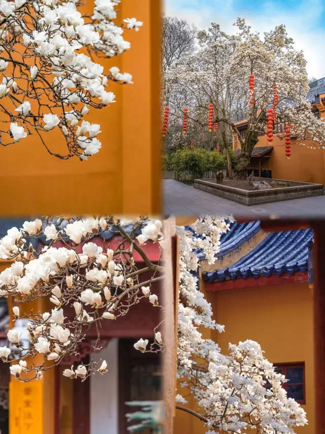 時空を超えたロマンチックな出会い——杭州法喜寺500年の古い玉蘭の花見ガイド
