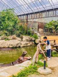 上海野生動物園一日遊｜保姆級遊玩攻略