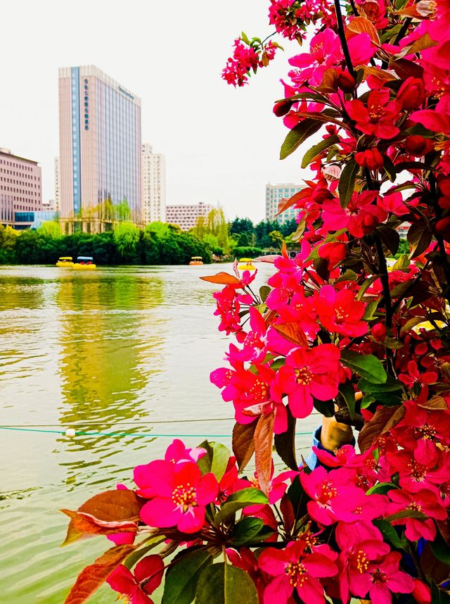 不負春光，到黃興公園春天玩點花的