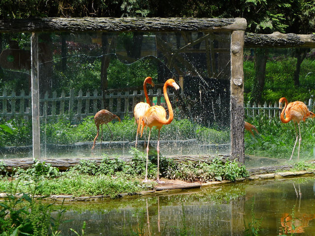貴州第一動物王國——貴陽森林野生動物園