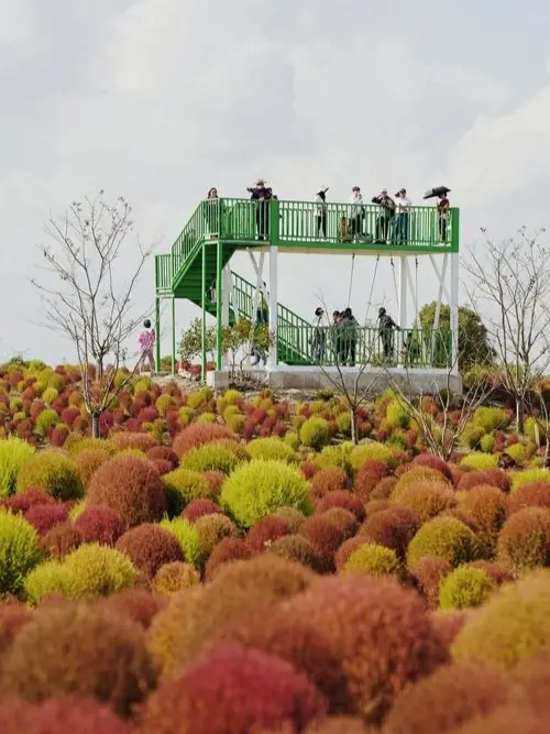 Shanghai's Blossom Sea Ecological Park is a place to enjoy the flowers