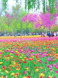 鄭州人民公園你玩得可真花啊附賞花攻略乾貨