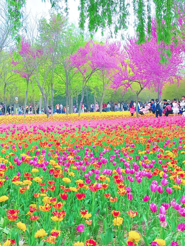 鄭州人民公園你玩得可真花啊附賞花攻略乾貨