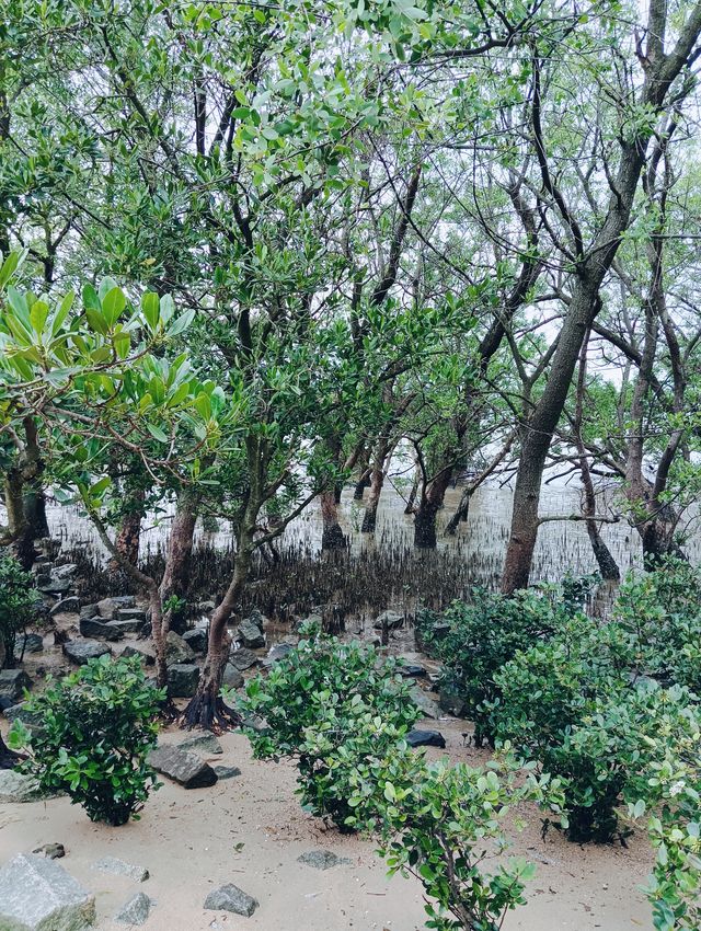 寶安綠意盎然的秘境——深圳西灣紅樹林