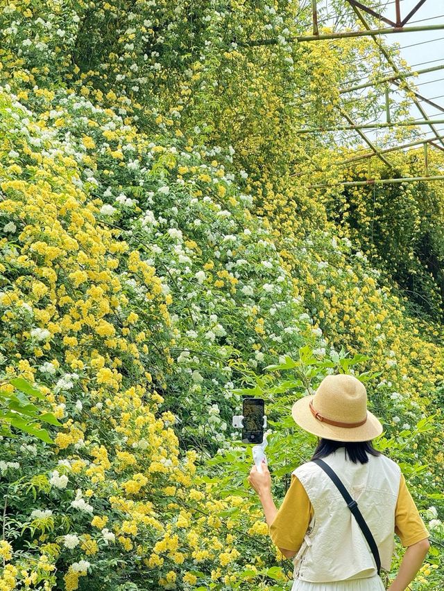 西安周邊！這裡仿若愛麗絲的秘境花園