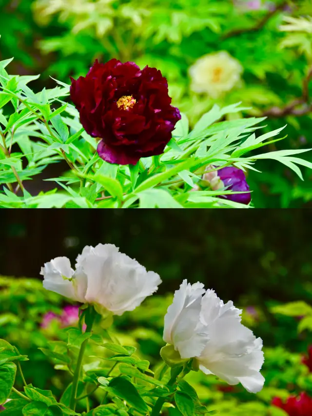 In the late spring, the peonies in Beijing's Jingshan Park are as splendid as the ceiling of the sky