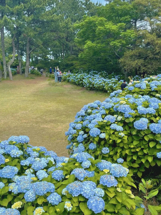 你去看了吗？
济州夏季的绣球花