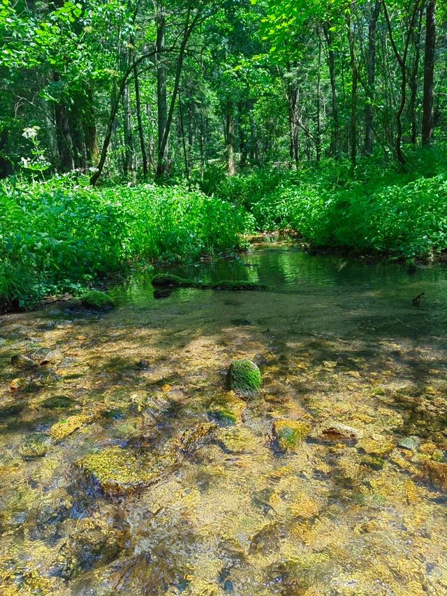 伊春上甘嶺溪水國家森林公園|天然氧吧