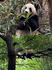 小熊貓森林公園