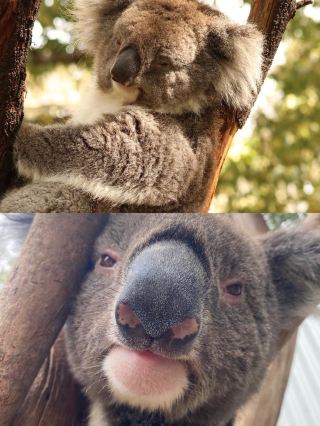No one in the world can resist a koala.