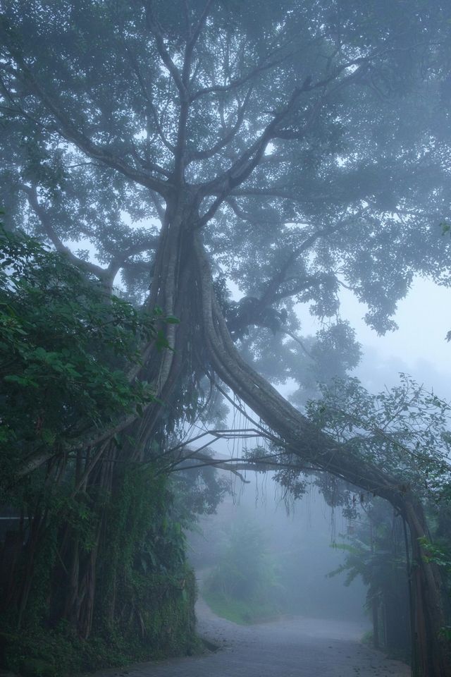 景迈山｜古朴靜謐嘅雲上千年古寨。