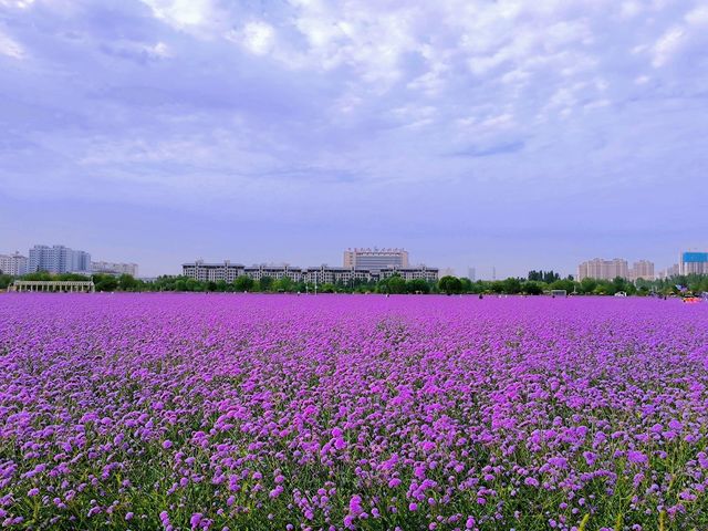 甘肅省金昌市｜紫金花海｜散落在西北戈壁的莫奈花園。