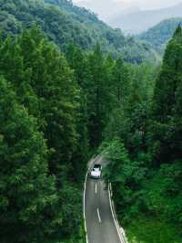 距離成都1小時車程，我找到了這片負氧離子森林。