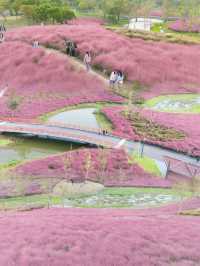 上海秋日限定濱江公園粉黛子草海賞花攻略。