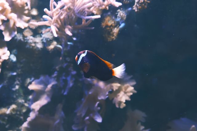 比利時天堂花園 Pairi Daiza｜動物與自然的奇幻盛宴。