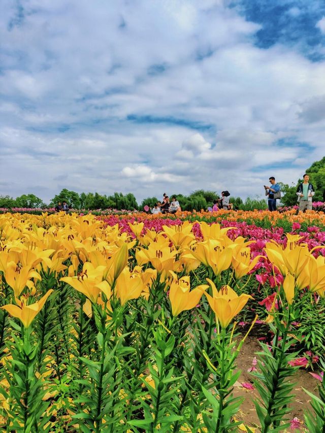 徑山花海，走進現實版莫奈花園（附攻略）。