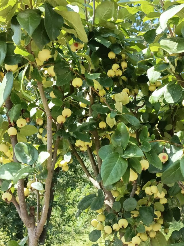 秋日逛公園之西青郊野公園。