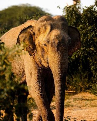 Wild Adventure: A Journey to Yala National Park, Sri Lanka